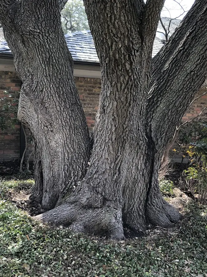 Mature heritage tree close to a Hillsboro property cared for by certified arborists
